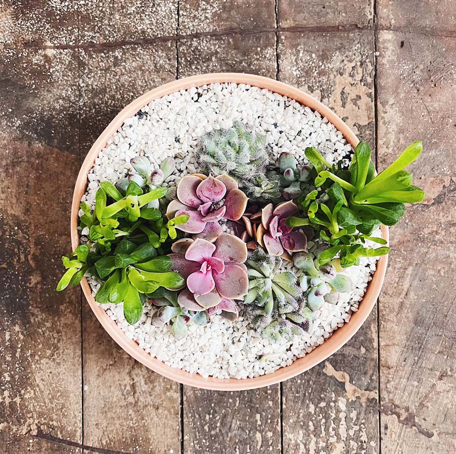 Mini jardín Bowl - Imagen 4